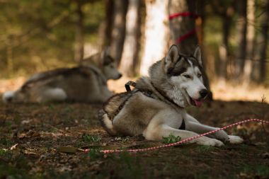 在比賽結(jié)束后休息的狗。西伯利亞雪橇犬