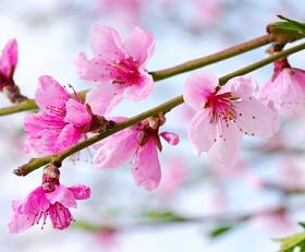 粉红色的花朵