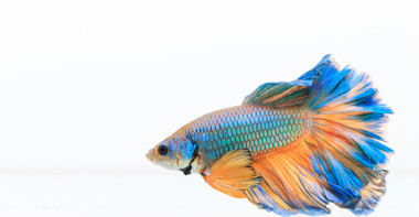 暹羅斗魚、 斗魚芨芨草照片