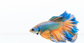 暹罗斗鱼、 斗鱼芨芨草照片