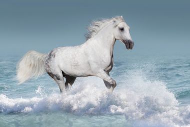马在海洋中运行图片 马在海洋中运行图片