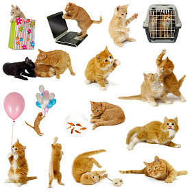 在白色背景上的猫集合