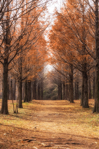 在首爾的水杉路圖片