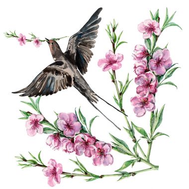 鸟燕子和花桃，水彩，模式照片