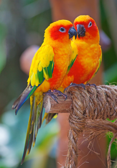 Atinga Solstitiaris