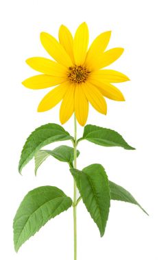 菊芋孤立图片