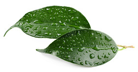 绿色的树叶与水滴