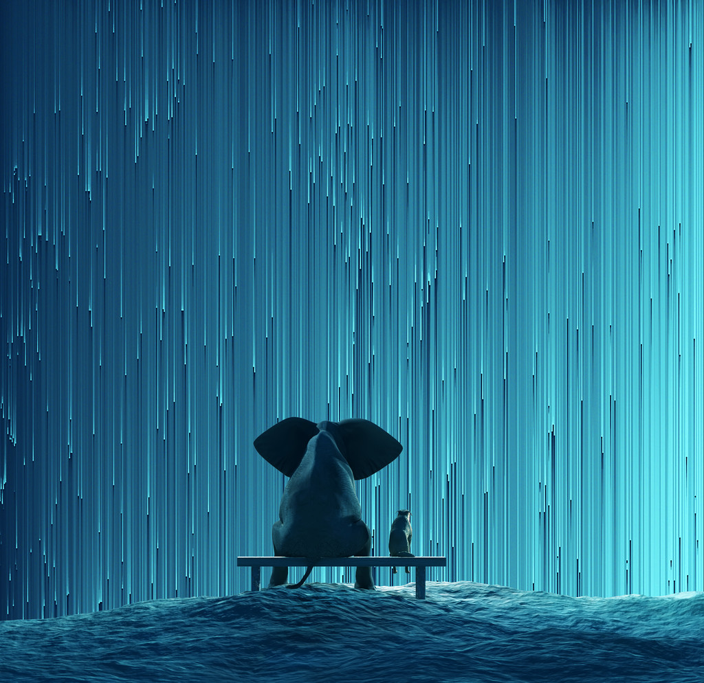 大象和狗在看明星雨 大象和狗在看明星雨