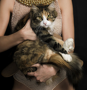 女人肖像穿内衣及手持可爱小猫特写