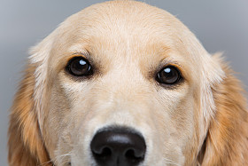 年轻美丽的金色猎犬狗照片