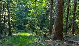 在 Bieszczady 山针叶林的夏天日落景色站