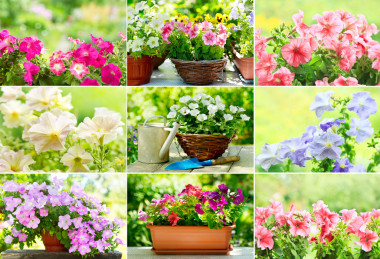 七彩的矮牽?；ǘ淦促N