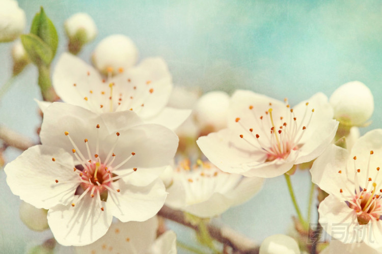 櫻花