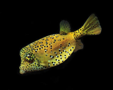 海洋魚類、 熱帶珊瑚魚、 黑色背景上的黃色框河豚