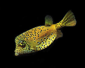 海洋鱼类、 热带珊瑚鱼、 黑色背景上的黄色框河豚