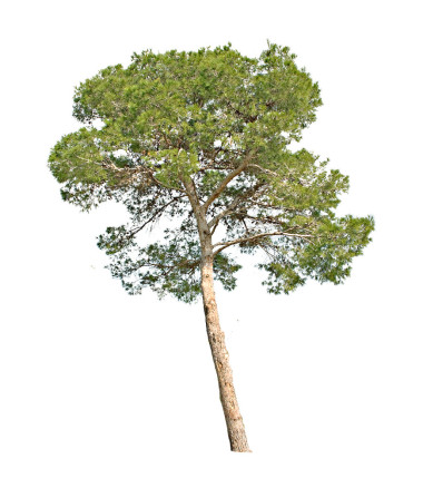 在白色背景上隔離的樹