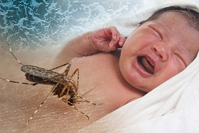Zika 病毒蚕种