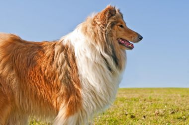牧羊犬图片
