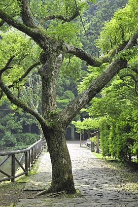 樟树
