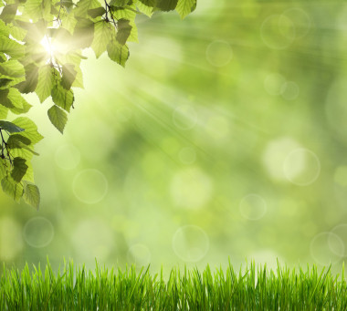 美麗的自然散景