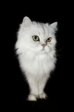 白色波斯猫