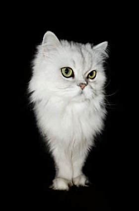 白色波斯猫