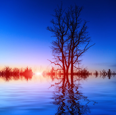 樹上日落背景天空