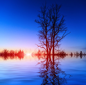 树上日落背景天空
