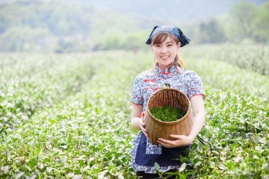 亞洲種植園采茶的漂亮女孩