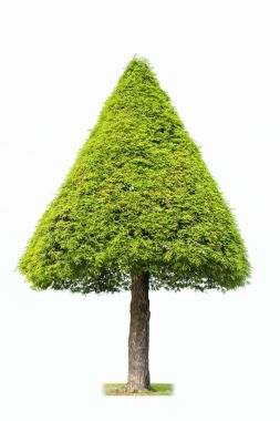 孤立的景观树 孤立的景观树