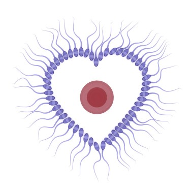 3d 渲染的精子分离白色背景，情人节概念上的蛋