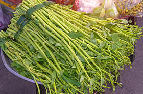 水菠菜或市场牵牛花