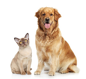 猫和狗在一起