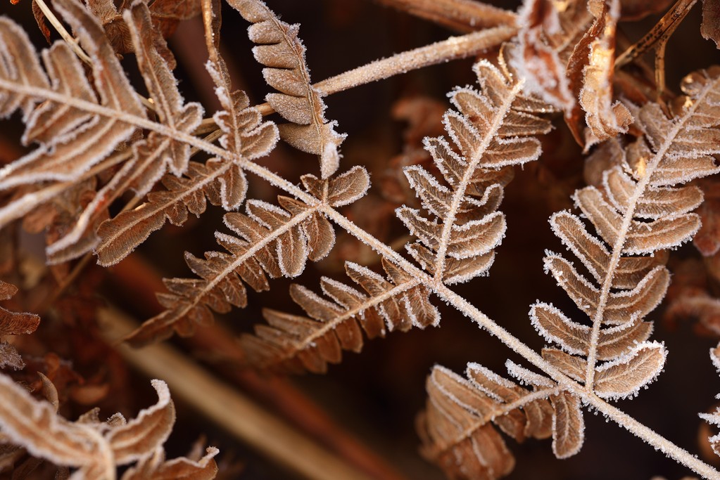 秋天的蕨类植物模式照片 秋天的蕨类植物模式照片