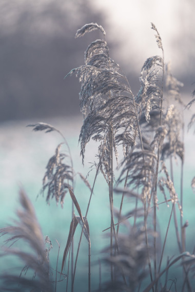 在春天的時候，波蘭的乾草.照片