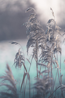 在春天的时候，波兰的乾草.照片