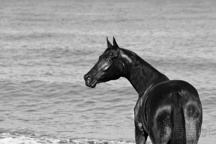 一匹馬的黑白照片照片
