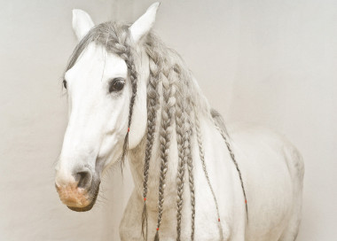 一匹白馬與白色辮子的肖像圖片