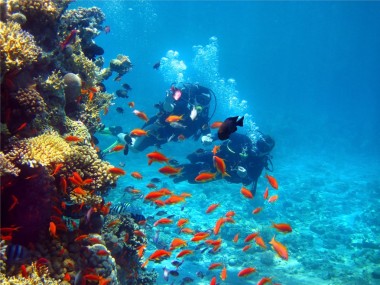 兩個(gè)潛水員之間魚圖片