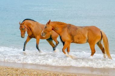 在海浪中走在一起的两个红马图片