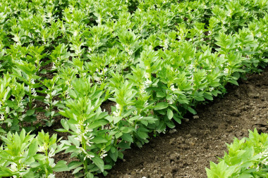 日益廣泛或蠶豆圖片