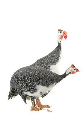 珍珠鸡(肉鸡)