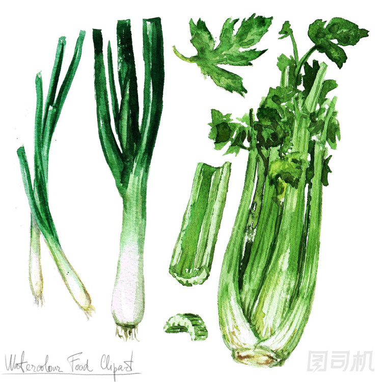 水彩的食物剪貼畫-芹菜、 韭菜、 蔥