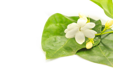 關閉 uo 白色茉莉花照片