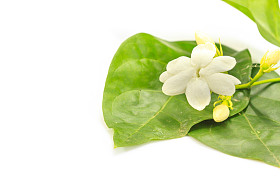 关闭 uo 白色茉莉花照片