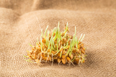 少數(shù)幾個綠色小麥胚芽圖片