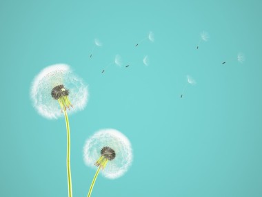 在彩色背景上的蒲公英。3d 渲染