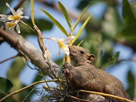 帕拉斯的松鼠或赤腹松鼠