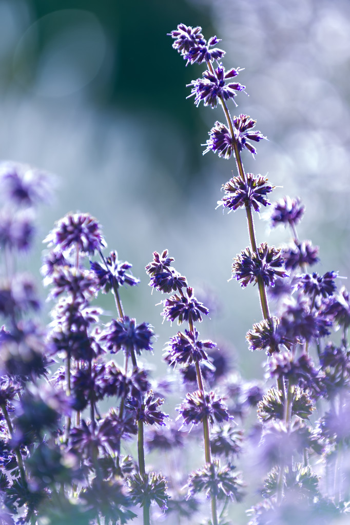 薰衣草、 浅景深的 薰衣草、 浅景深的