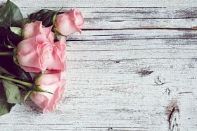 在白色的老式木制背景的粉红玫瑰。复制文本的空间